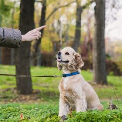 teaching-dog-basic-training (1)