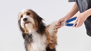 WEBSEPT25_AHB1_DOG_DT WEBSEPT25_AHB1_DOG_DT