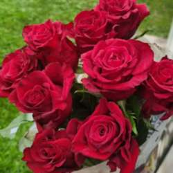 flover