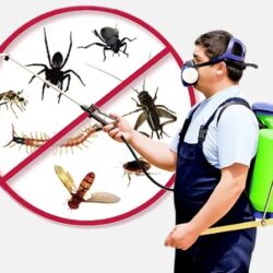 Industrial Pest Control Service in Jaipur