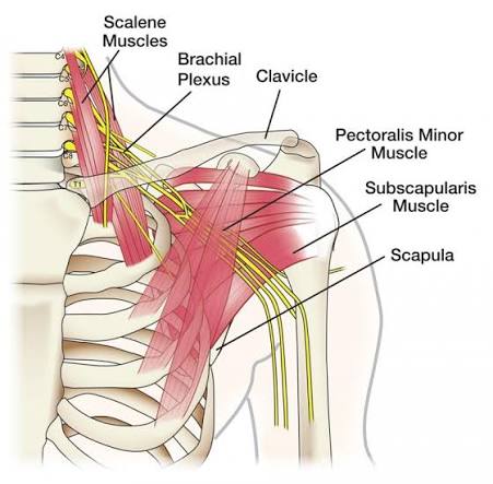 Brachial Plexus Injury Treatment Brachial Plexus Injury Treatment
