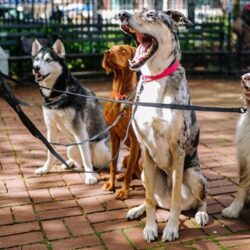 SA0157-petllifesa-travel-pets-on-holiday-what-are-pet-sitters-and-how-can-they-help-header-FA