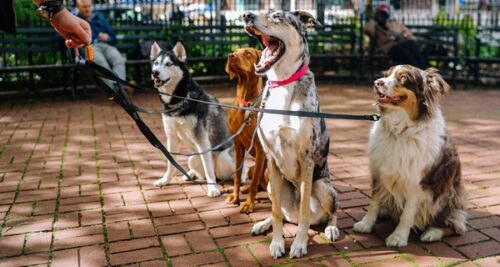 SA0157-petllifesa-travel-pets-on-holiday-what-are-pet-sitters-and-how-can-they-help-header-FA SA0157-petllifesa-travel-pets-on-holiday-what-are-pet-sitters-and-how-can-they-help-header-FA