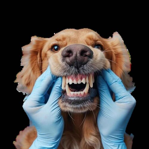 Online Vet Consultations For Dental Problems in Dogs_11zon Online Vet Consultations For Dental Problems in Dogs_11zon