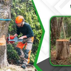 Tree removal service Shamong