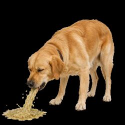 Online Vet Appointments For Dog Digestive Problems & Vomiting_11zon