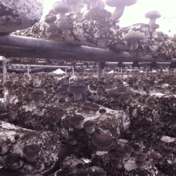 Chinese-shiitake-2 (1) (1)