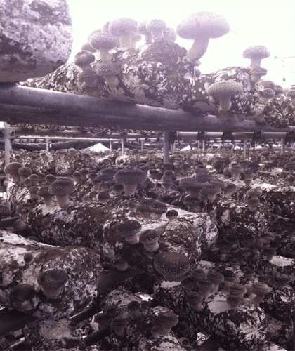 Chinese-shiitake-2 (1) (1) Chinese-shiitake-2 (1) (1)