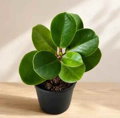 chinese bot plant chinese bot plant