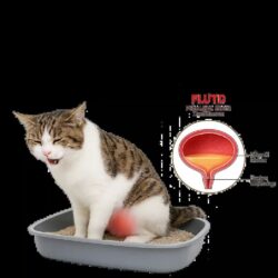 Treat Feline Lower Urinary Tract Disease (FLUTD) With Instant Online Vet Care (1)