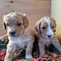 puppies for sale maine