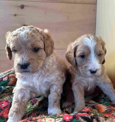 puppies for sale maine puppies for sale maine