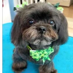 How To Find The Best Dog Groomer For Shih Tzu Car.e