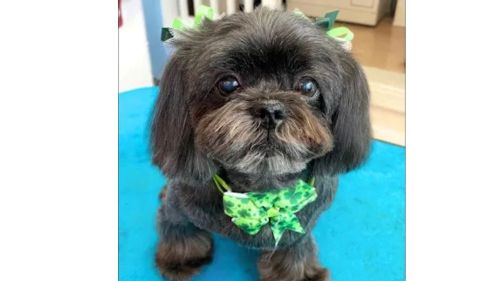How To Find The Best Dog Groomer For Shih Tzu Car.e How To Find The Best Dog Groomer For Shih Tzu Car.e