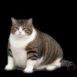 Is Your Cat Overweight Get Instant Online Vet Weight Management Help_11zon