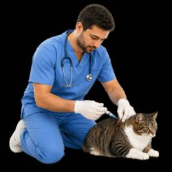 Online Vet Consultation For Cat Vaccinations And Preventive Care_11zon
