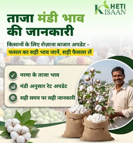 Cotton Prices in India Cotton Prices in India