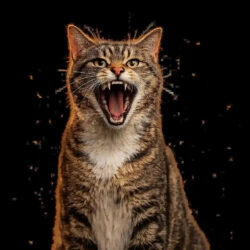 Fix Cat Behaviour Problems Online With 247 Expert Vets