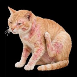 Instant Online Vet Consultation For Cat Skin Problems, Fleas, Ticks & Parasites_11zon