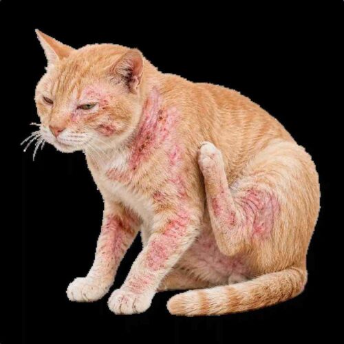 Instant Online Vet Consultation For Cat Skin Problems, Fleas, Ticks & Parasites_11zon Instant Online Vet Consultation For Cat Skin Problems, Fleas, Ticks & Parasites_11zon