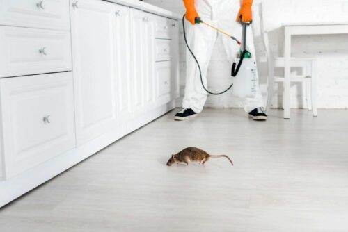 imageye___-_imgi_75_cropped-view-of-exterminator-with-toxic-spray-in-hand-standing-near-rat-on-floor.jpg.bv imageye___-_imgi_75_cropped-view-of-exterminator-with-toxic-spray-in-hand-standing-near-rat-on-floor.jpg.bv