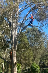 tree looping 2 tree looping 2