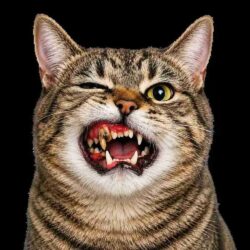 Treat Your Cat’s Dental Problems With Instant Vet Consultations