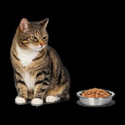 Cat Stopped Eating Get Expert Vet Help Instantly Online_11zon