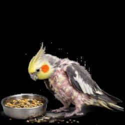 Is Your Bird Refusing Food Get Online Vet Consultation For Appetite Loss In Birds