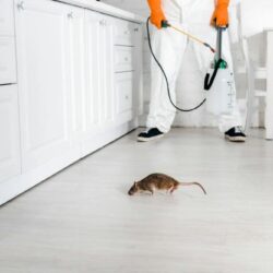 imageye___-_imgi_68_cropped-view-of-exterminator-with-toxic-spray-in-hand-standing-near-rat-on-floor.jpg.bv