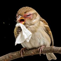 Connect To A Vet Online And Treat Your Bird’s Allergies From Home (1)