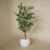 imgi_50_Faux_Olive_tree_Real_wood_180