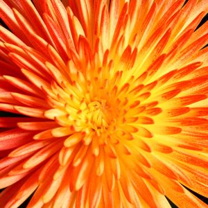 canvas prints -10 canvas prints -10