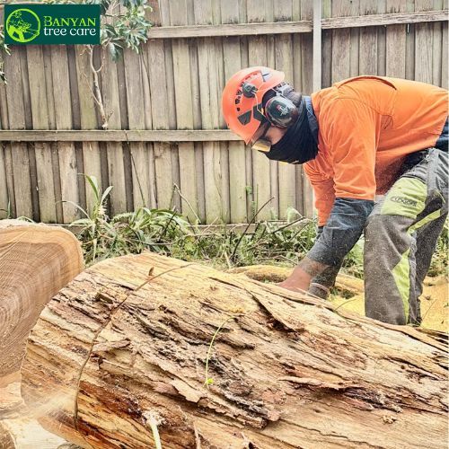 Emergency Tree Removal Service Ashwood Emergency Tree Removal Service Ashwood