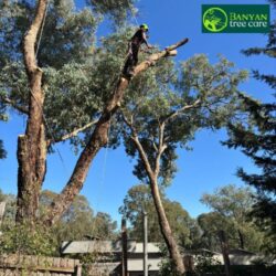Tree Pruning trimming