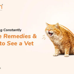 87d5b69e-faa2-465c-8057-a5c0795029bc-Cat Sneezing Constantly