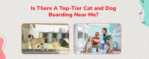 Dog Boarding Near Me Dog Boarding Near Me