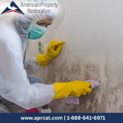 Mold Remediation (2)