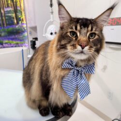 cat
