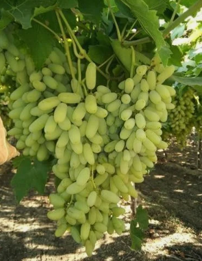 Grapes exporters in India Grapes exporters in India