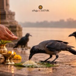 Feed crow seva