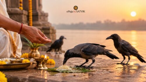 Feed crow seva Feed crow seva