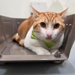 33.orangetabby2_400_x_550_-1