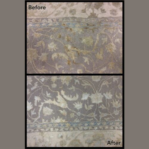 Pet Stain Removal in Chesterfield Pet Stain Removal in Chesterfield