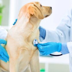 pet checkup