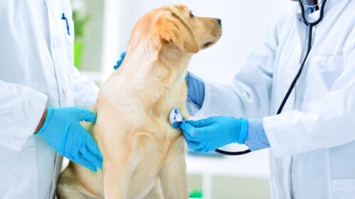 pet checkup pet checkup
